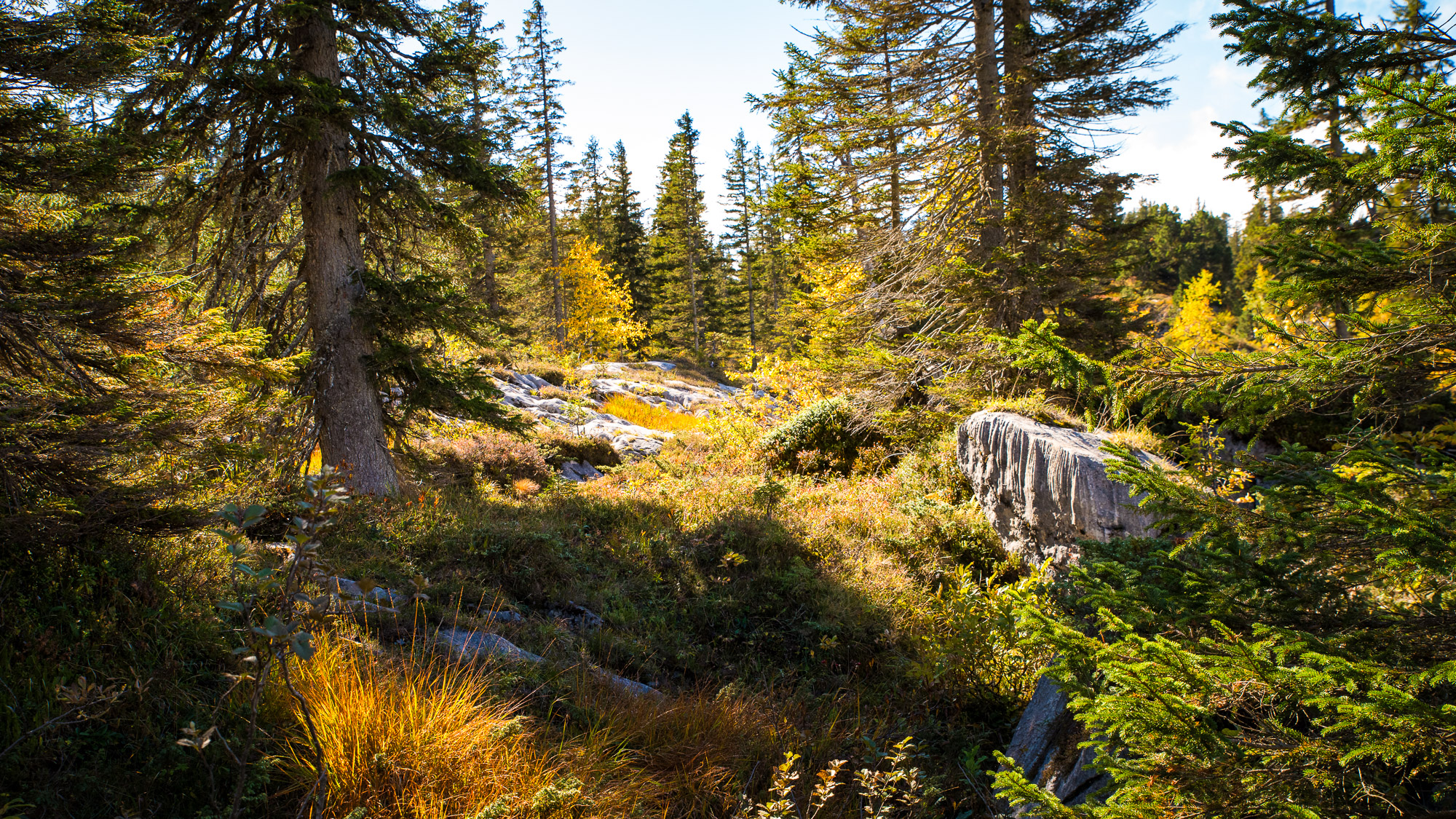 Header urwald schweiz 2026 10 02 009