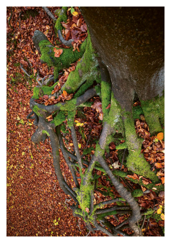 Nachhaltigkeitsbericht wald 02