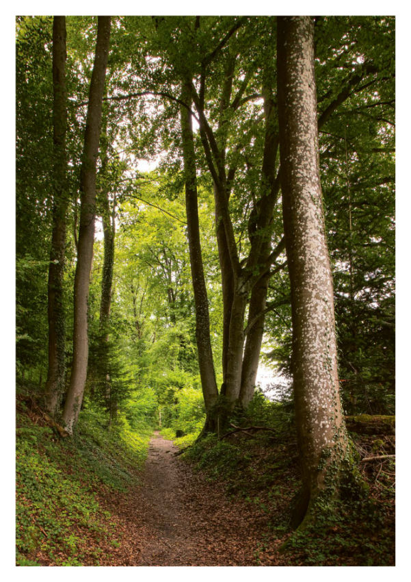 Nachhaltigkeitsbericht wald 03