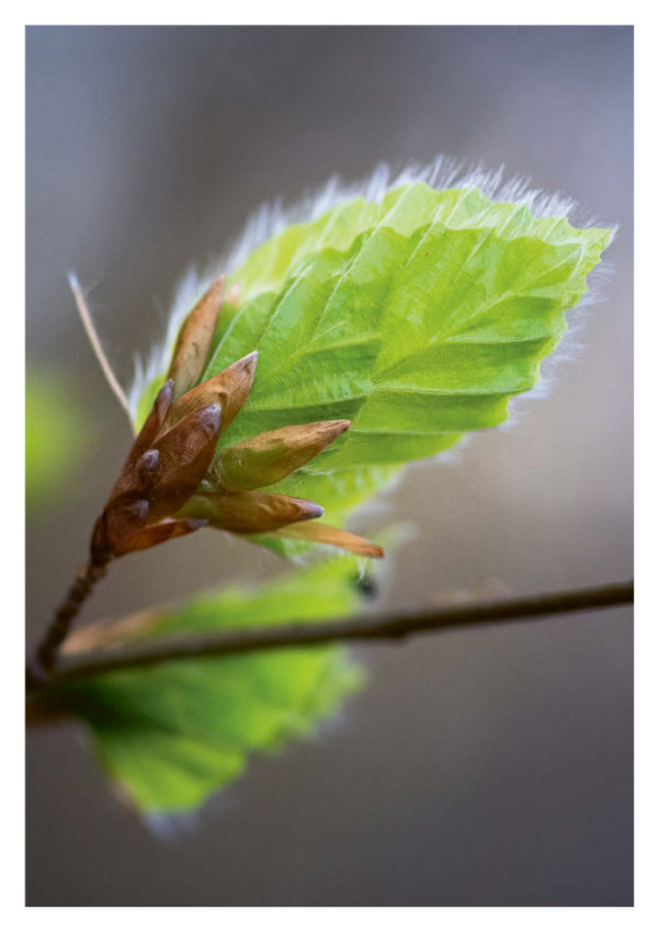 Nachhaltigkeitsbericht wald 05