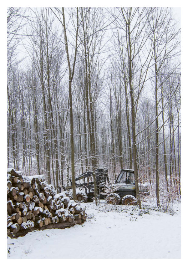 Nachhaltigkeitsbericht wald 06