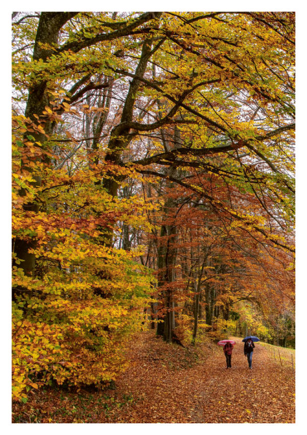 Nachhaltigkeitsbericht wald 09