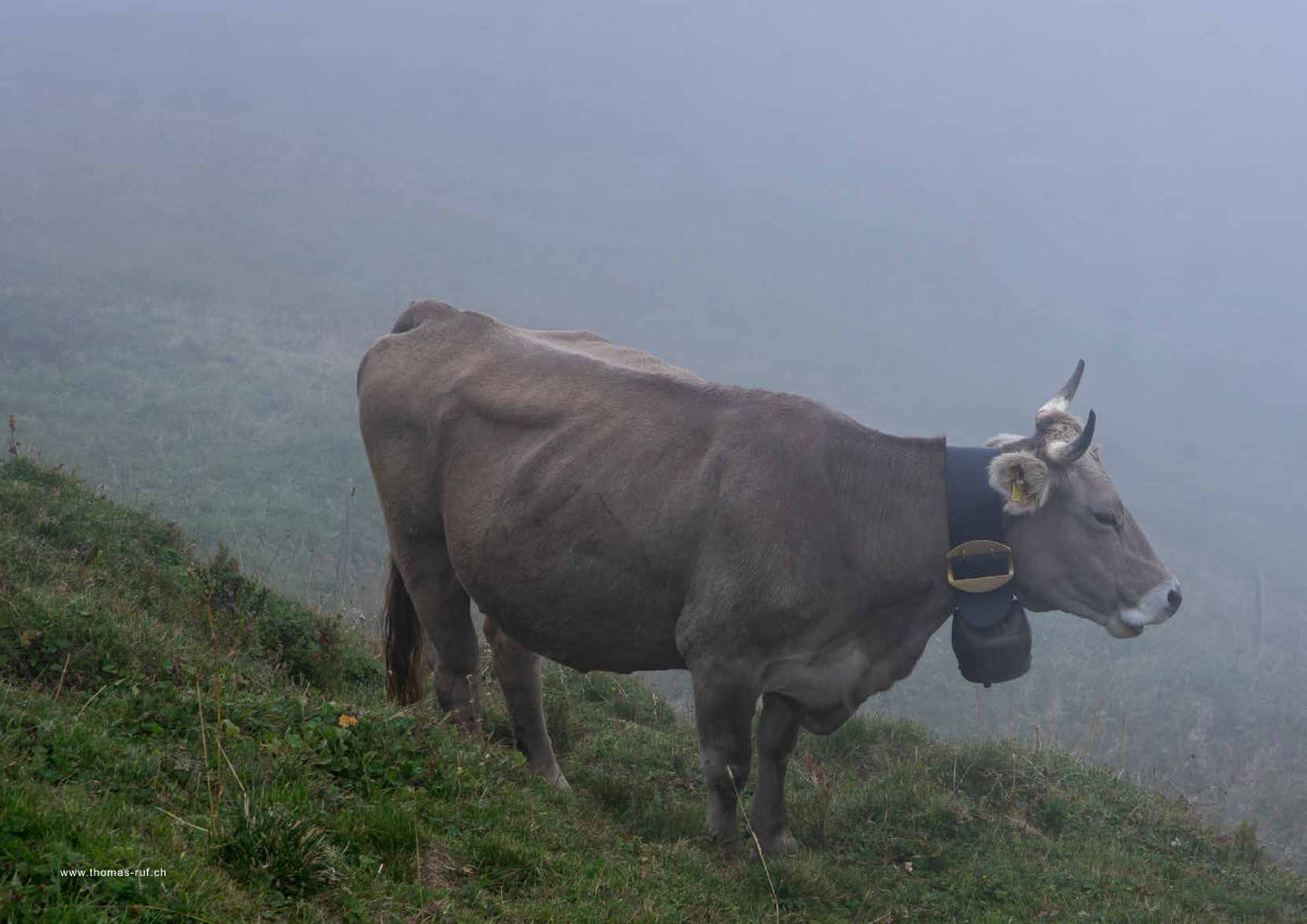 Magazin Inhouse - Fotos von Thomas Ruf