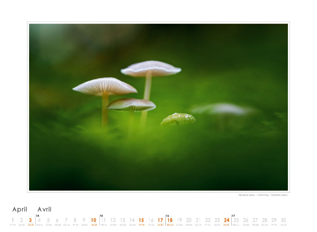 Bildkalender Pilze 2022