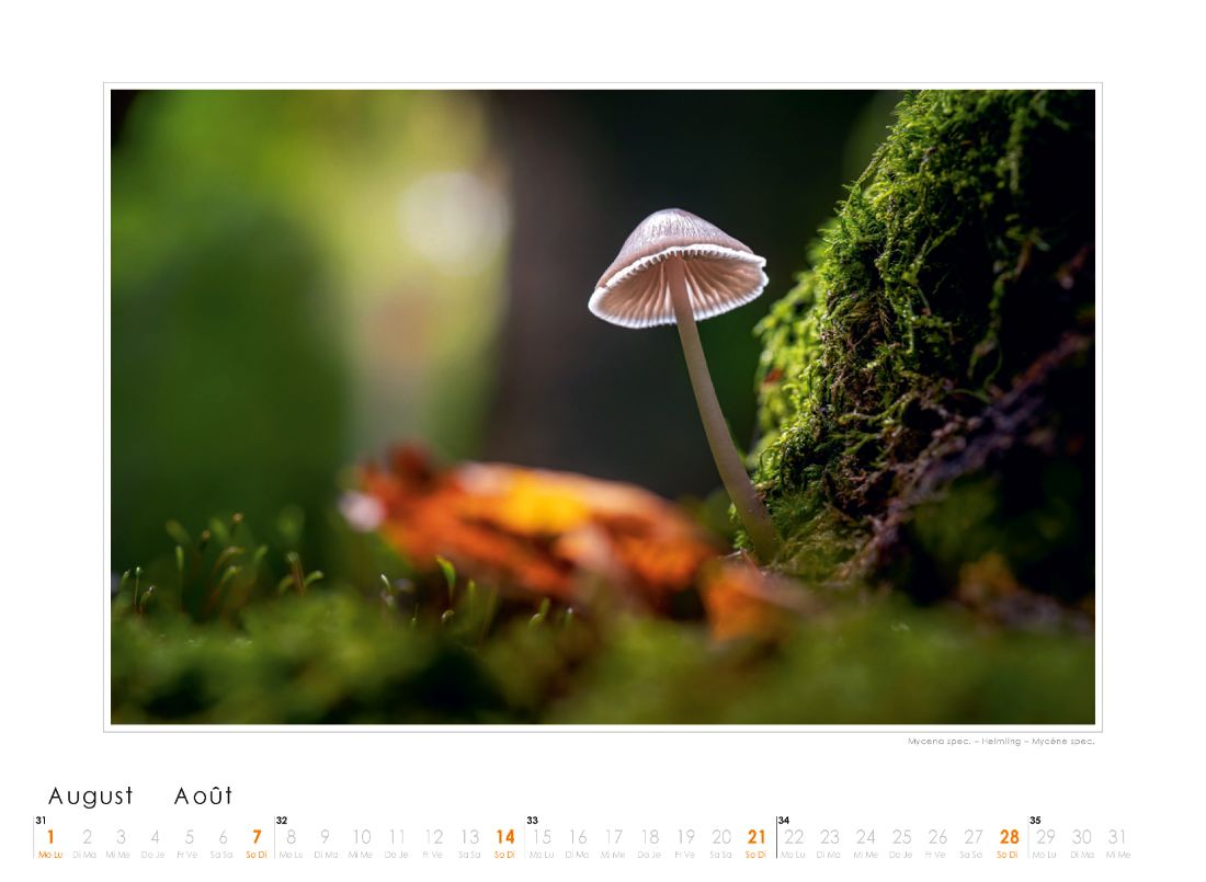 Bildkalender Pilze 2022