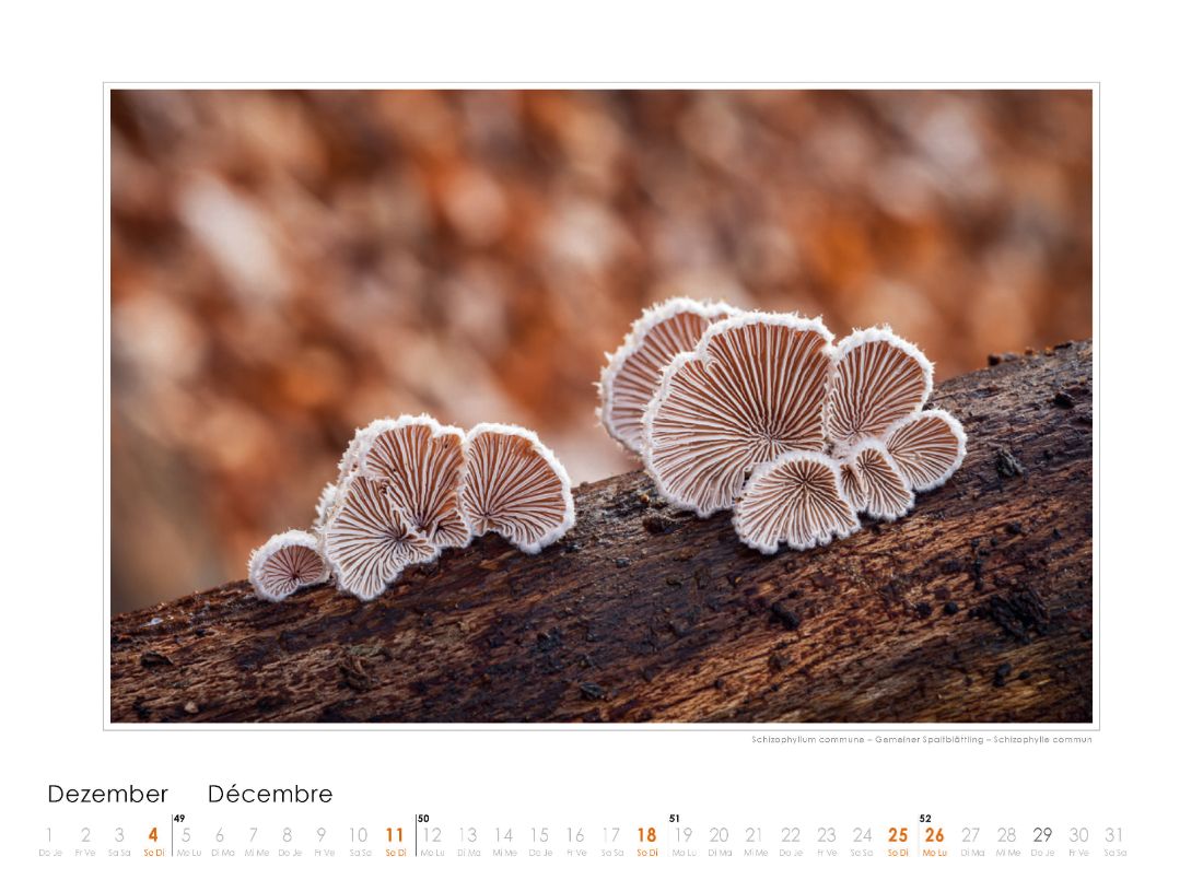 Bildkalender Pilze 2022