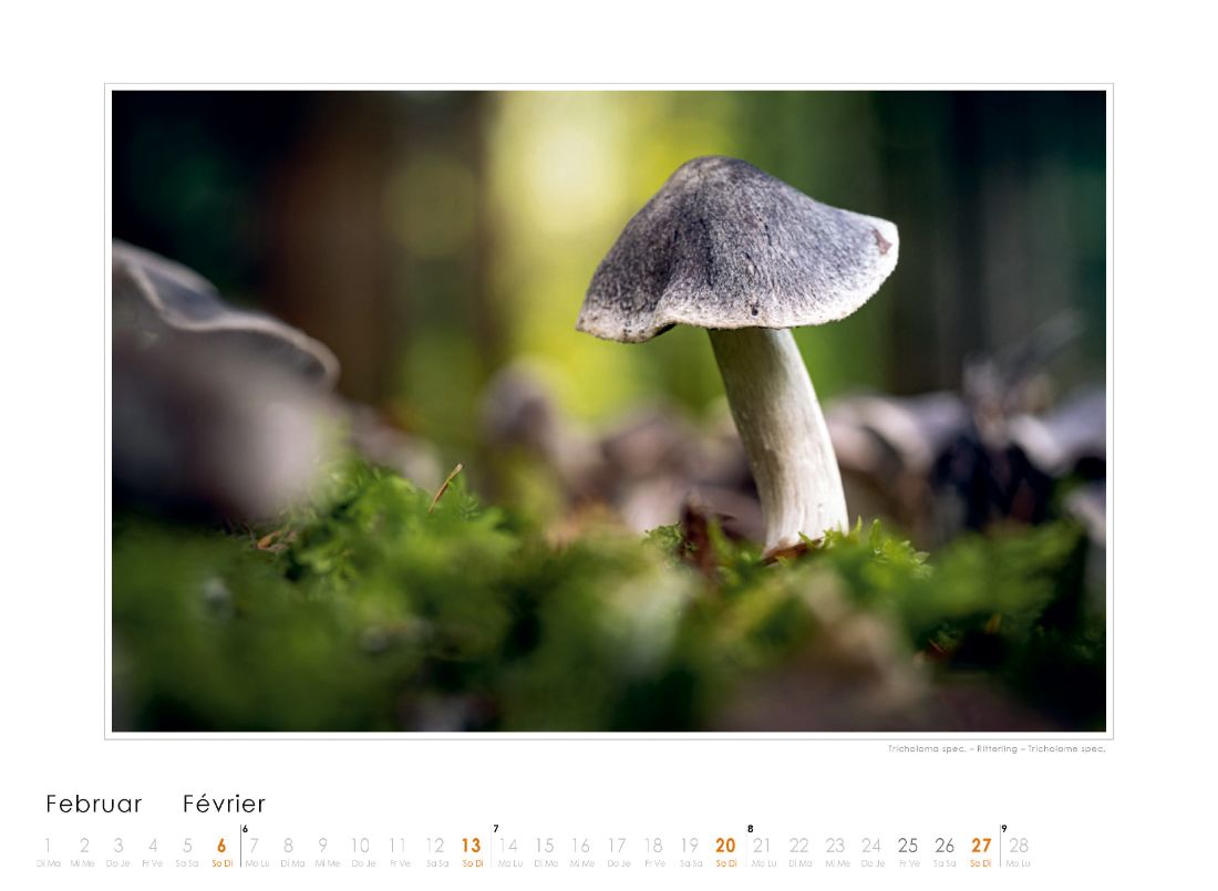 Bildkalender Pilze 2022