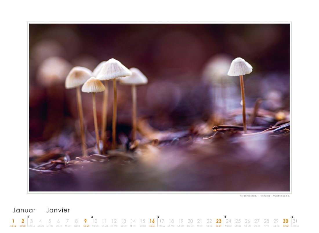 Bildkalender Pilze 2022