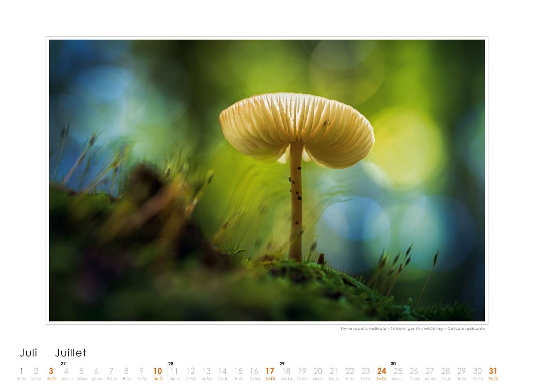 Bildkalender Pilze 2022