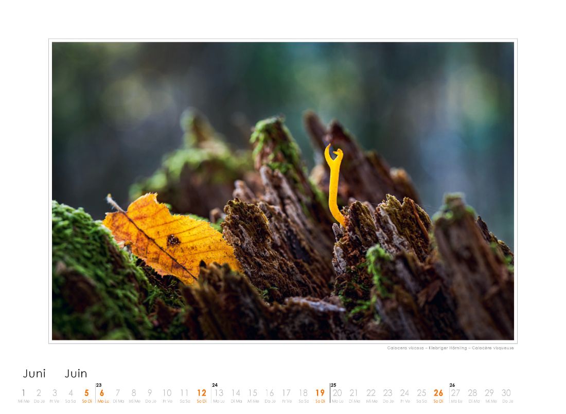 Bildkalender Pilze 2022