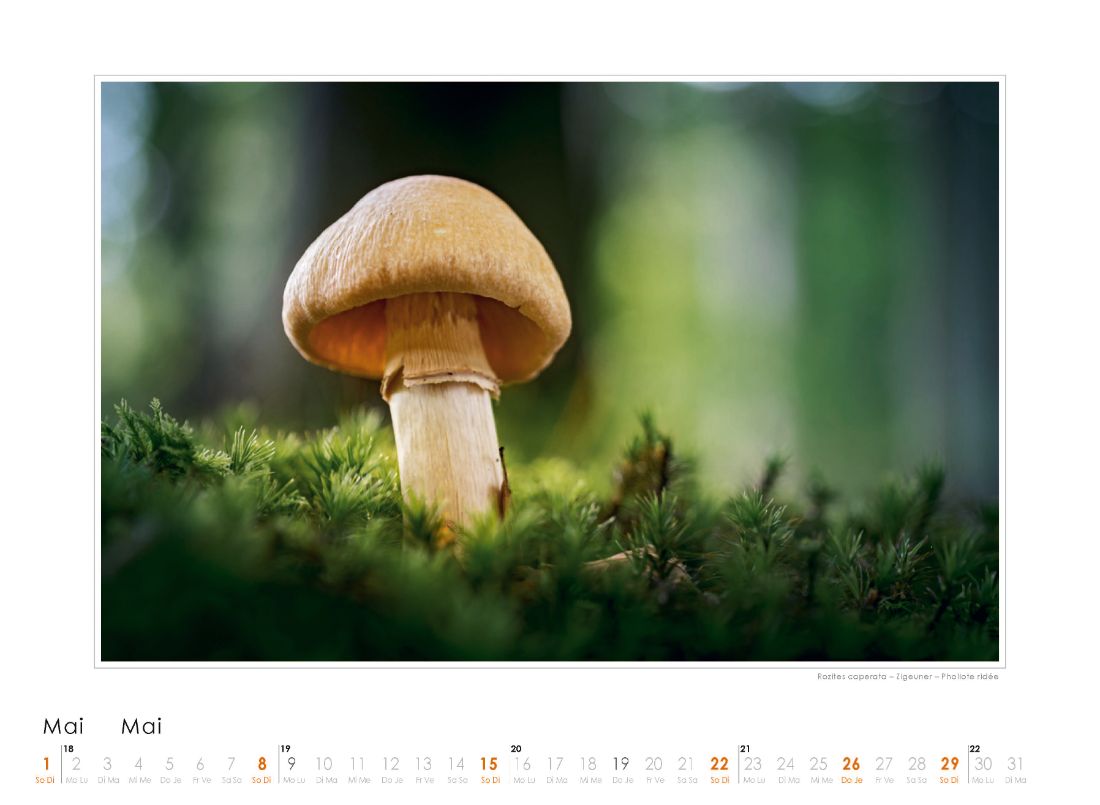 Bildkalender Pilze 2022