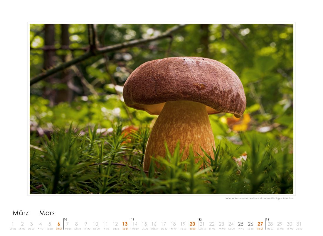 Bildkalender Pilze 2022