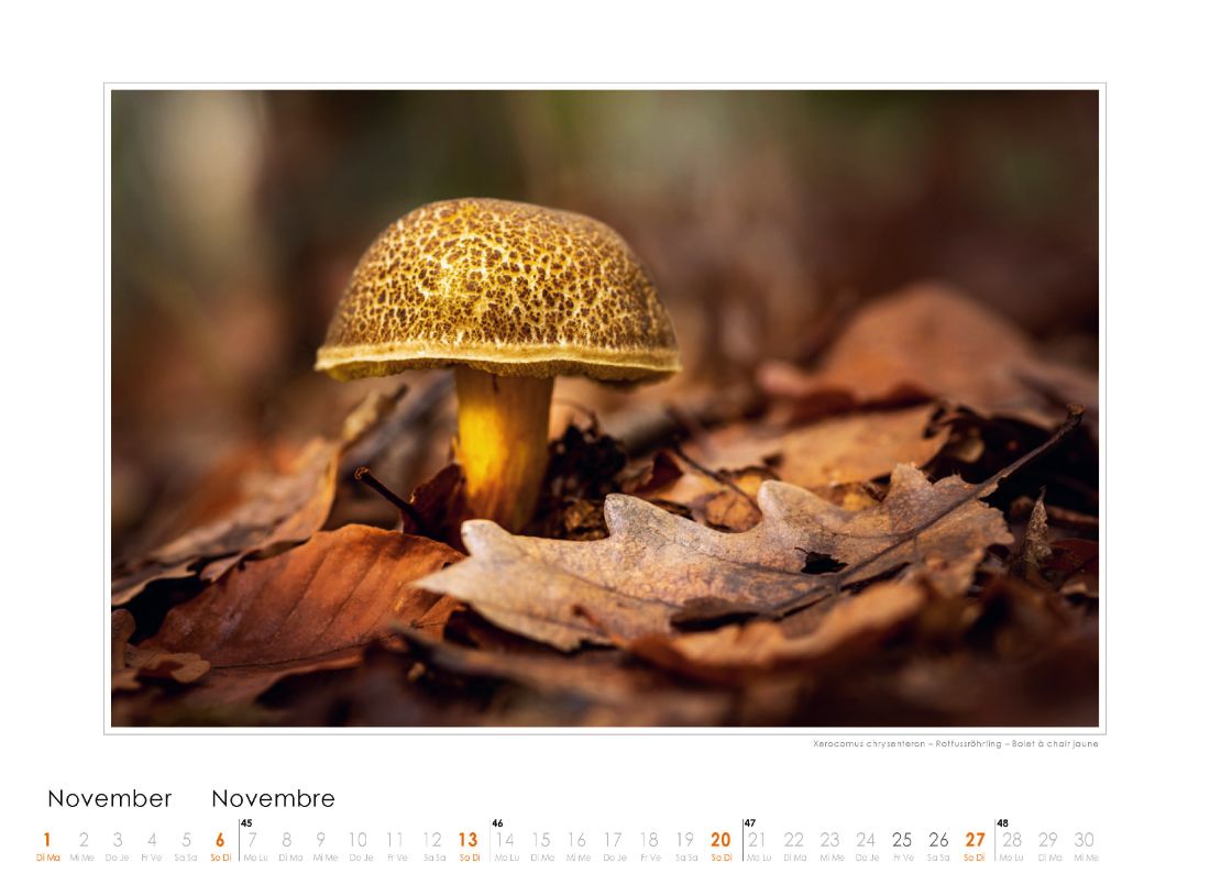 Bildkalender Pilze 2022