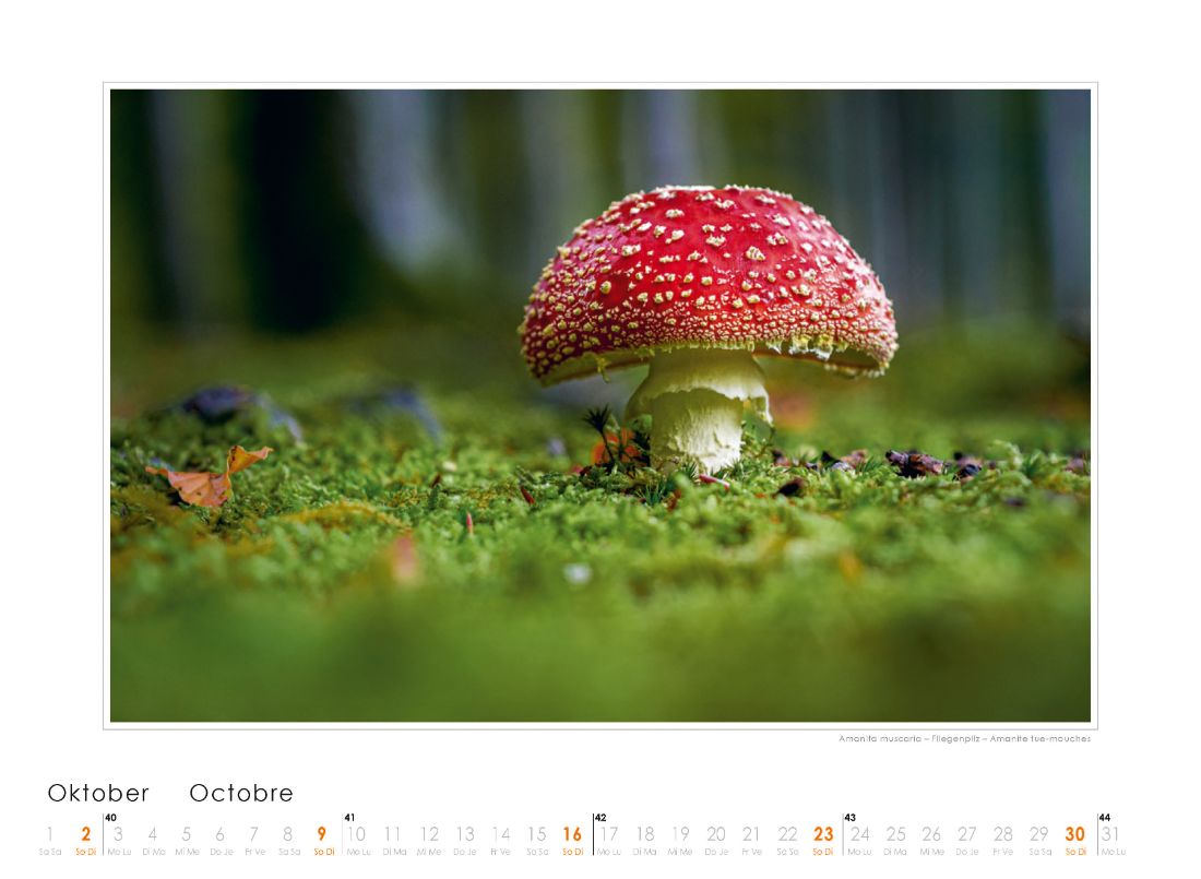 Bildkalender Pilze 2022