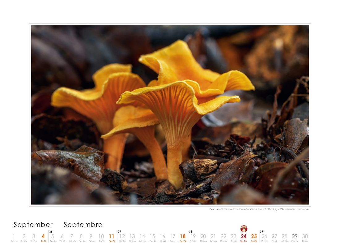 Bildkalender Pilze 2022