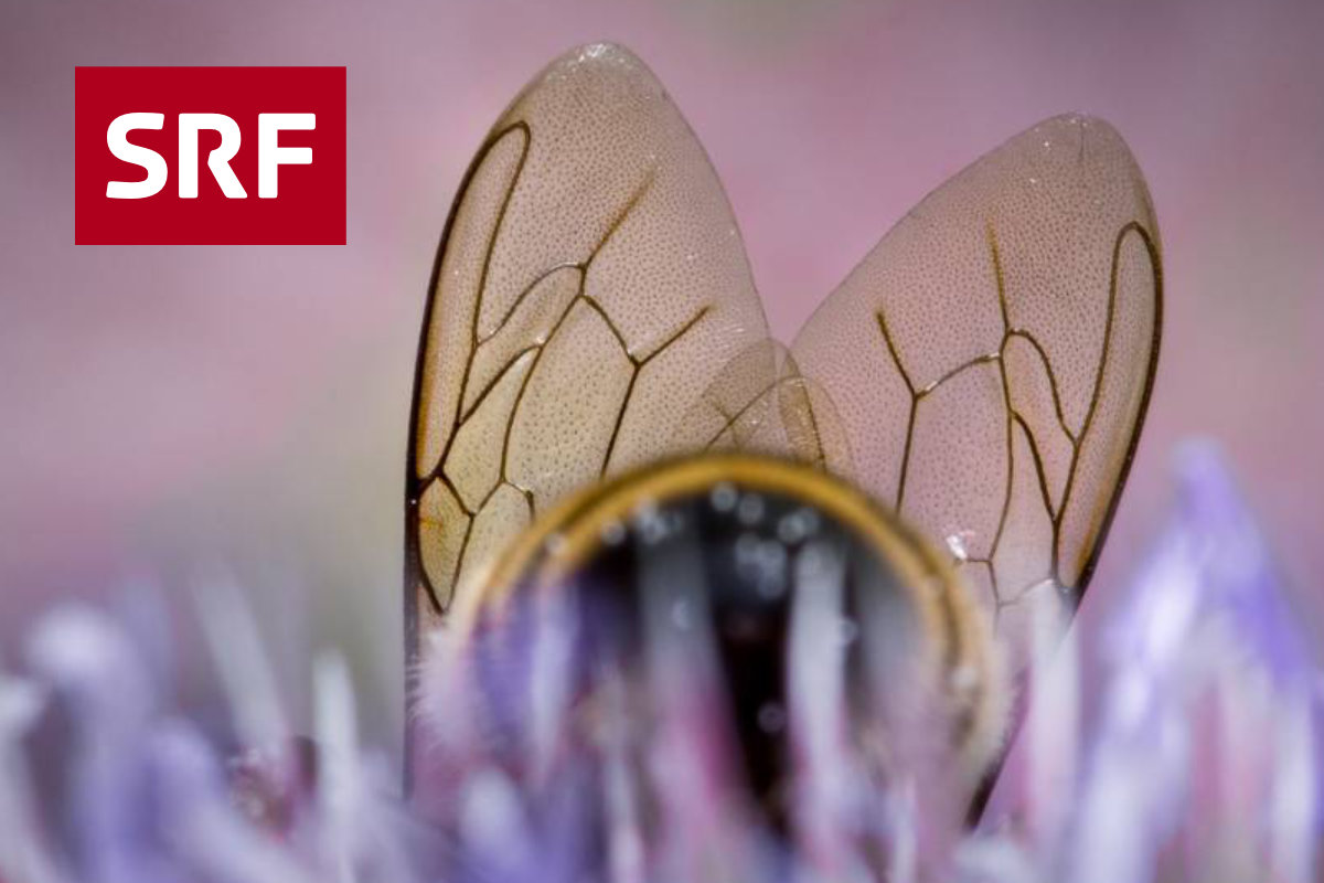 Schweizer Fernsehen SRF