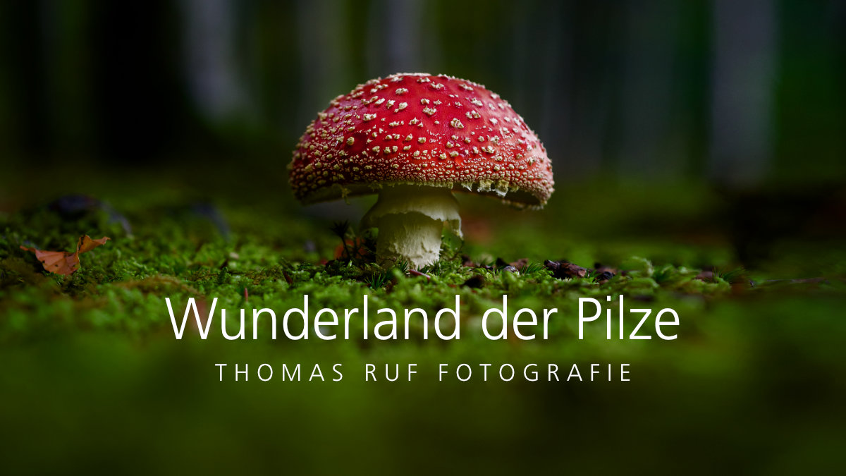 Video «Wunderland der Pilze»