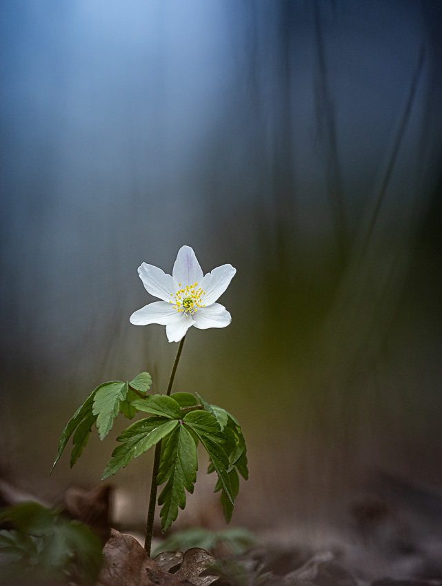 Warten auf den Frühling