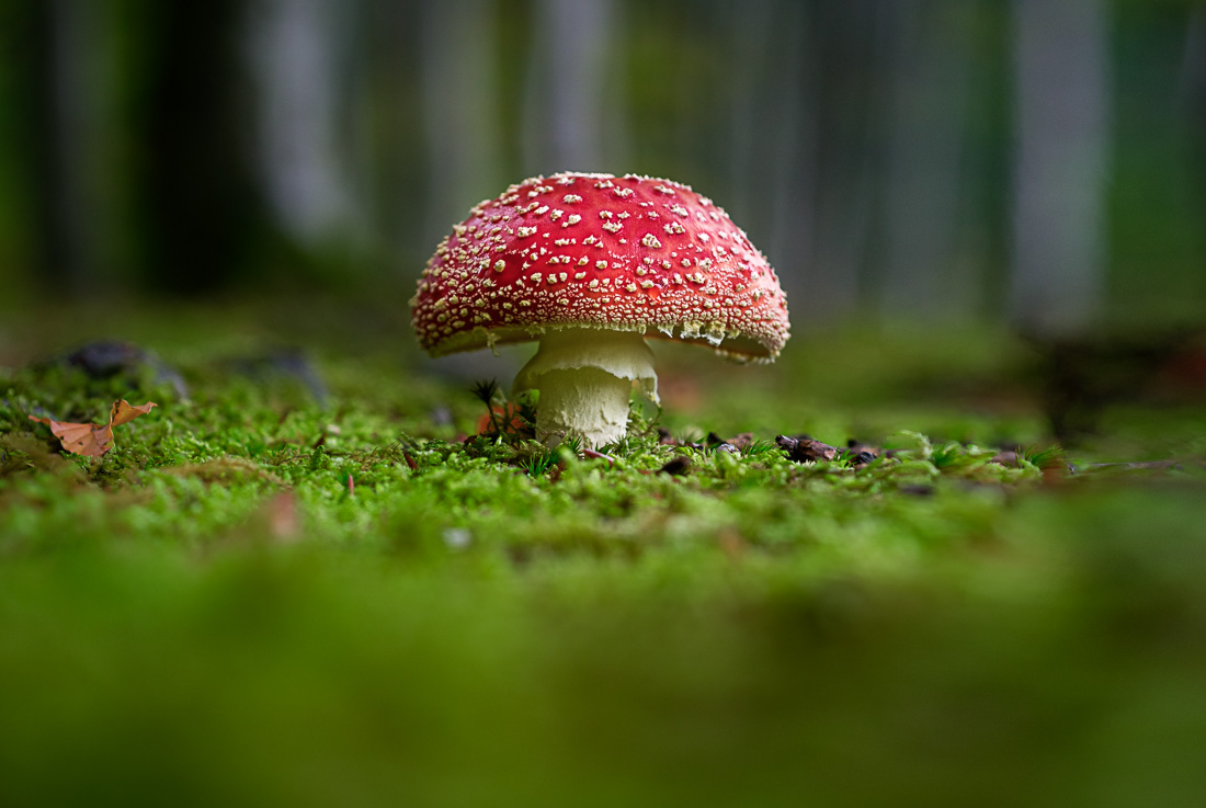 Märchenhafte Majestät