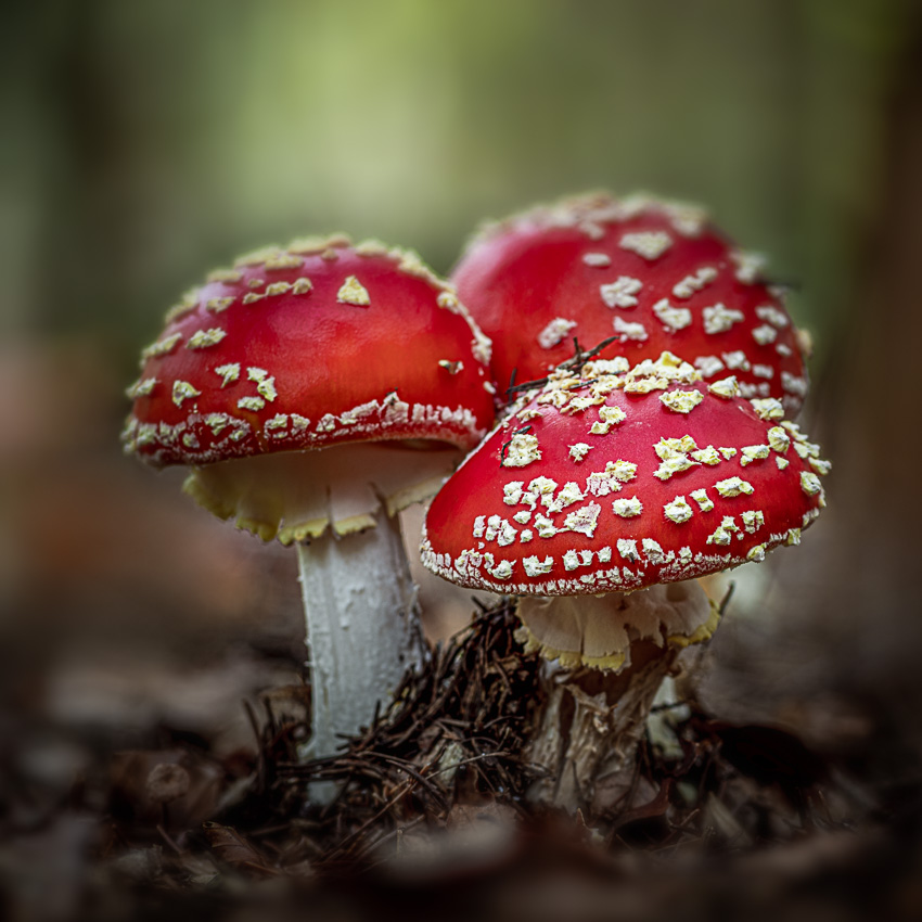 Kleine Verschwörung