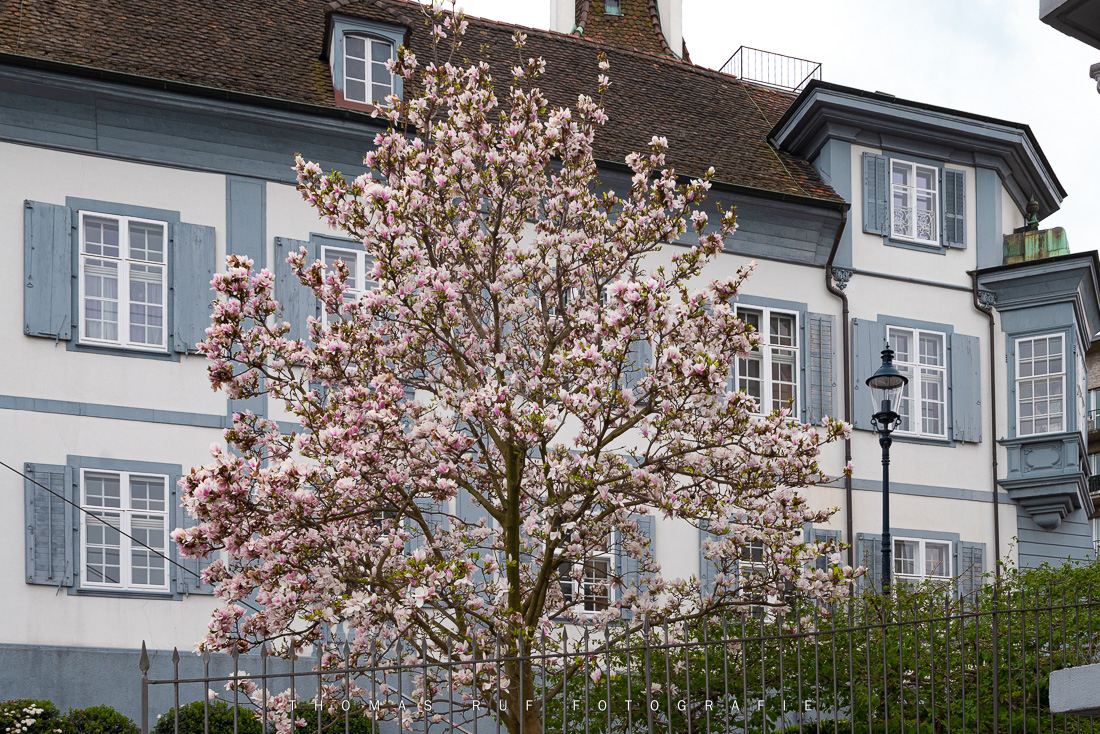 Magnolienbaum am St. Johanns-Rheinweg