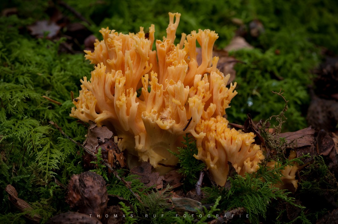 Ramaria spec. | Korallenpilz