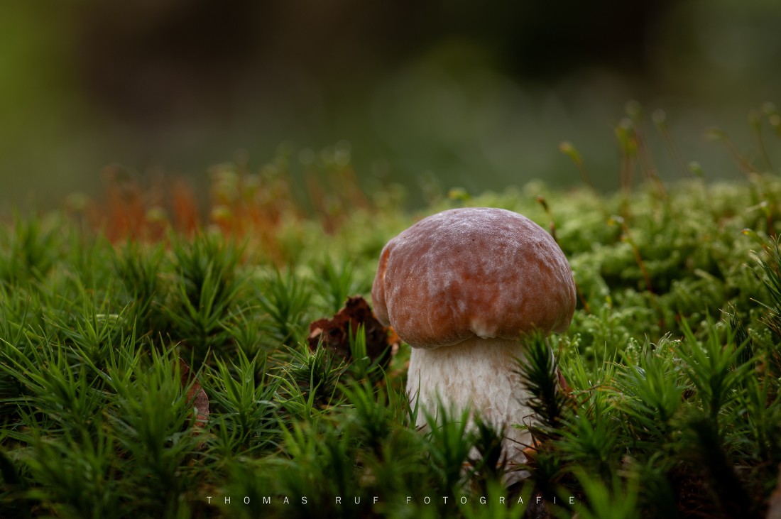 Boletus edulis | Steinpilz