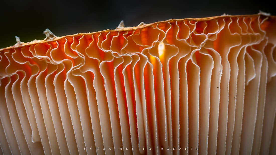 Amanita muscaria | Fliegenpilz