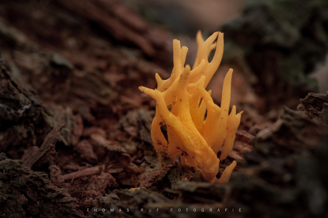Calocera viscosa | Klebriger Hörnling