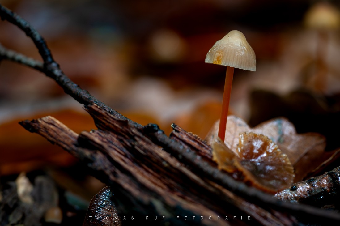 Mycena crocata | Orangemilchender Helmling