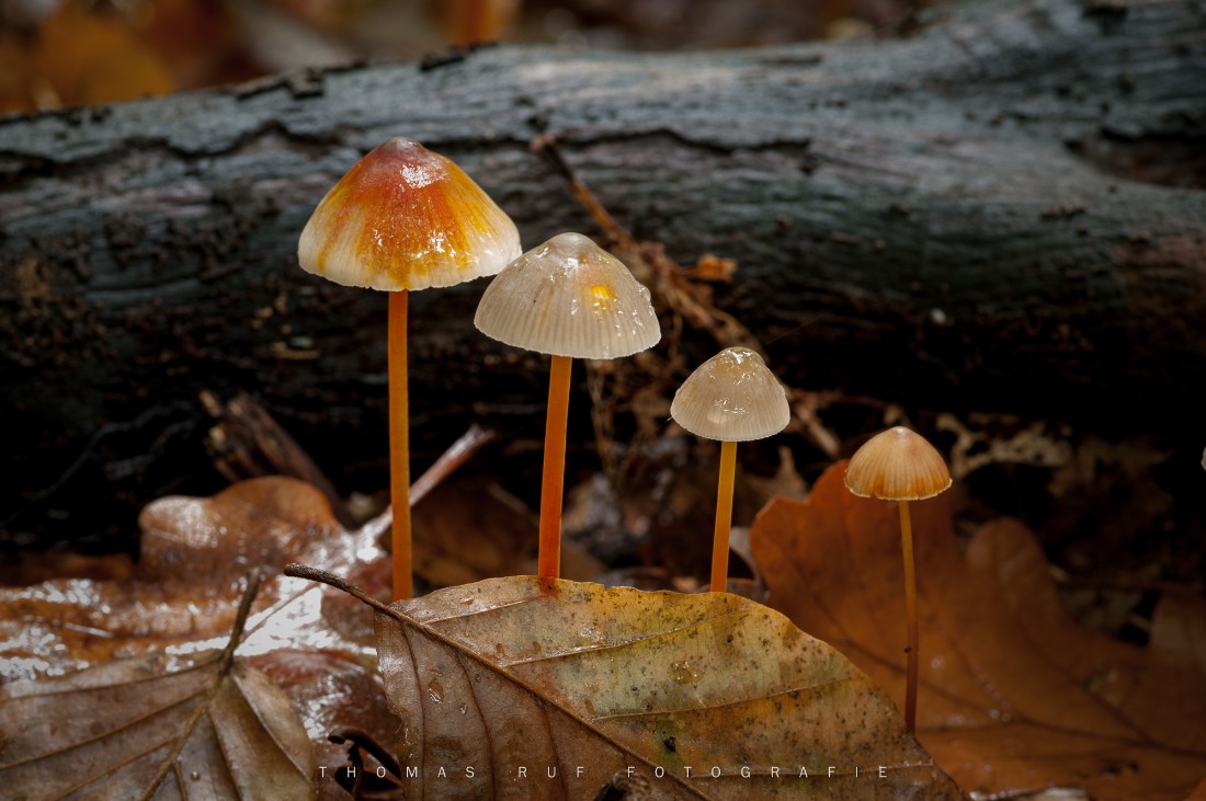 Mycena crocata | Orangemilchender Helmling