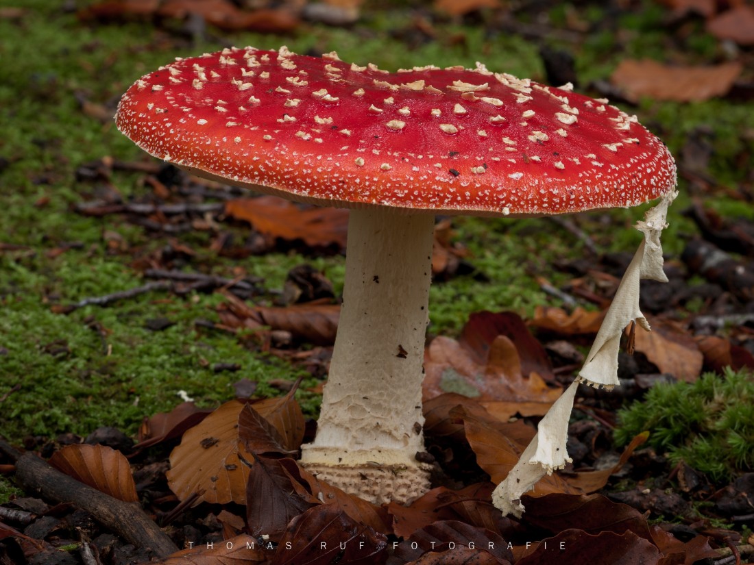 Amanita muscaria | Fliegenpilz