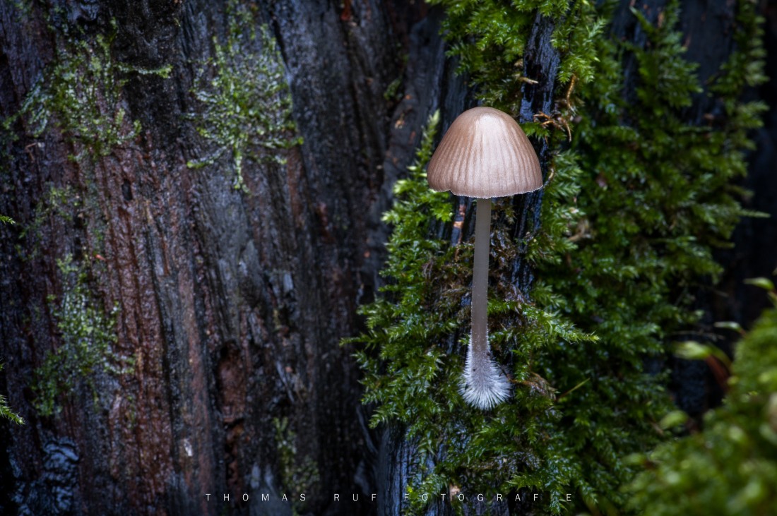 Mycena spec.