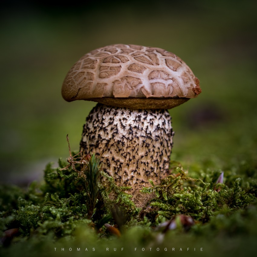 Leccinum spec. | Rauhfuss-Röhrling