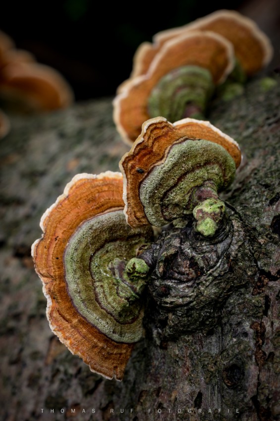 Trametes versicolor | Schmetterlings-Tramete