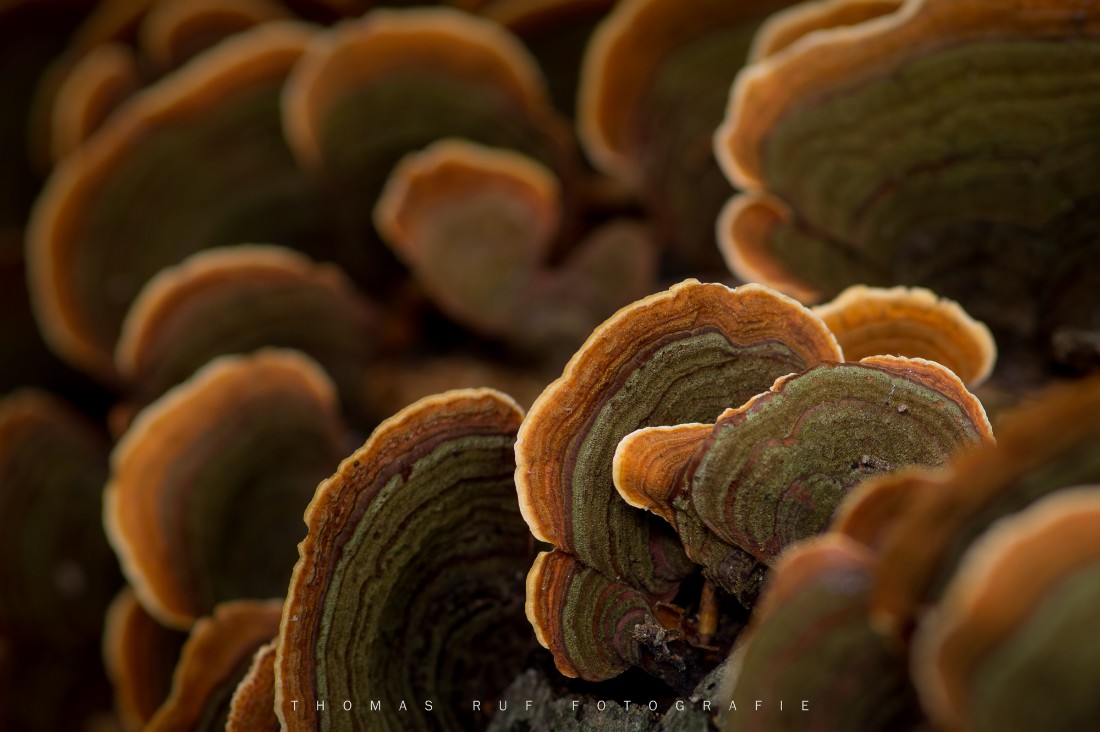 Trametes versicolor | Schmetterlings-Tramete