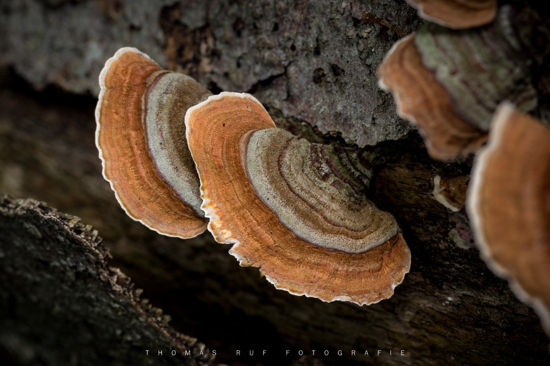 Trametes versicolor | Schmetterlings-Tramete