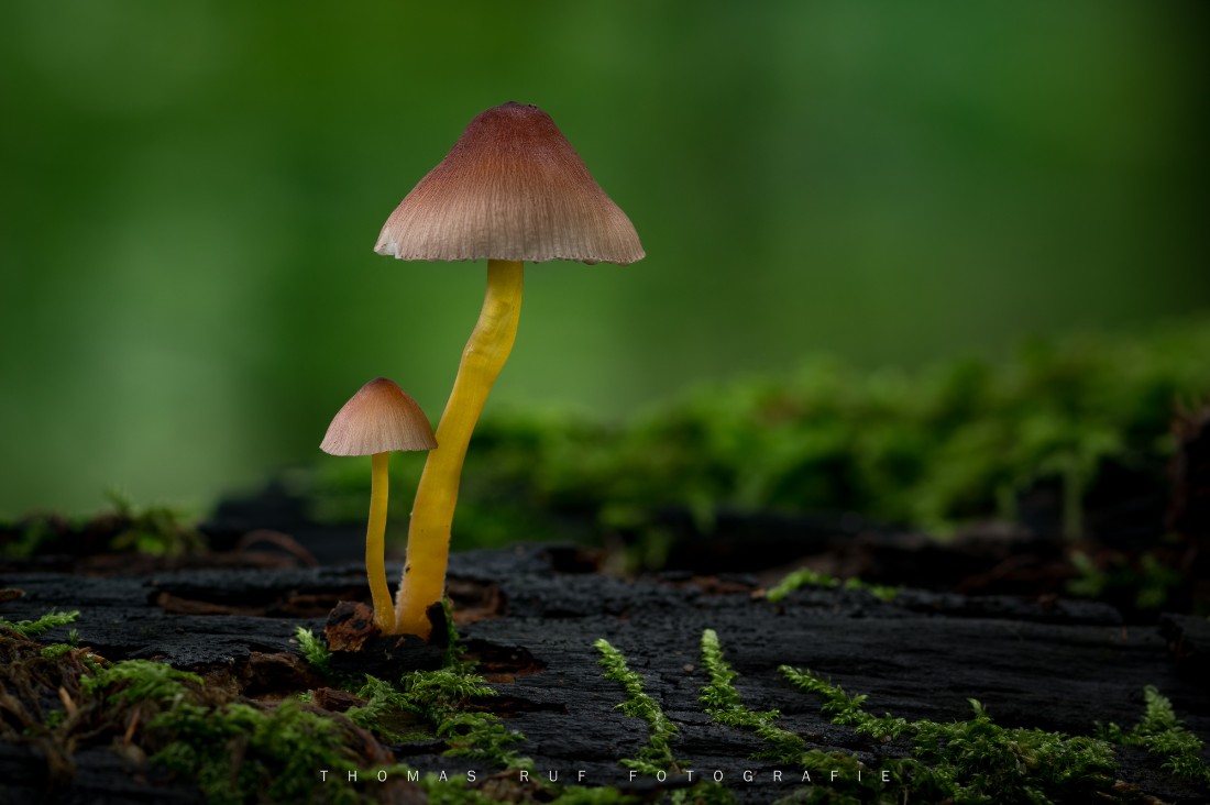 Mycena renati | Gelbstieliger Nitrat-Helmling