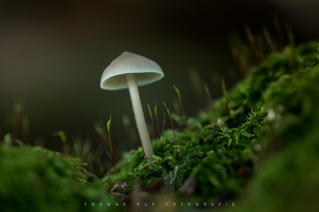 Mycena spec. | Helmling