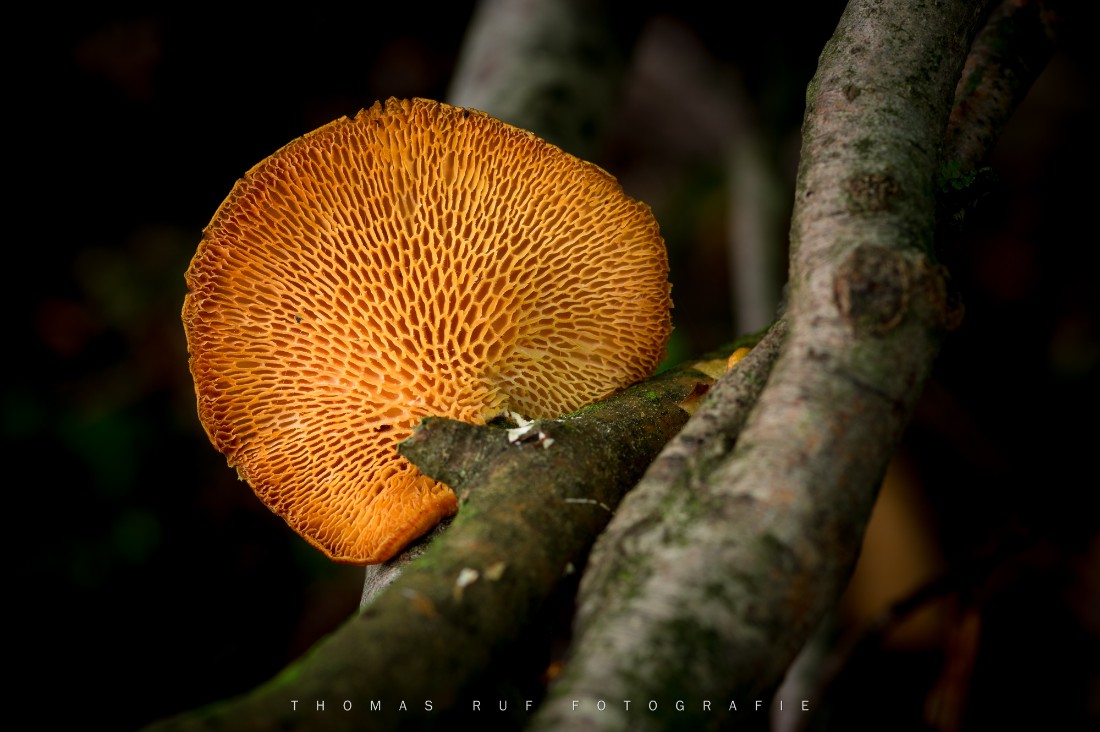 Polyporus spec. | Porling