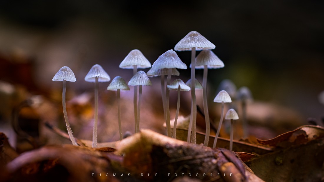 Mycena spec. | Helmling