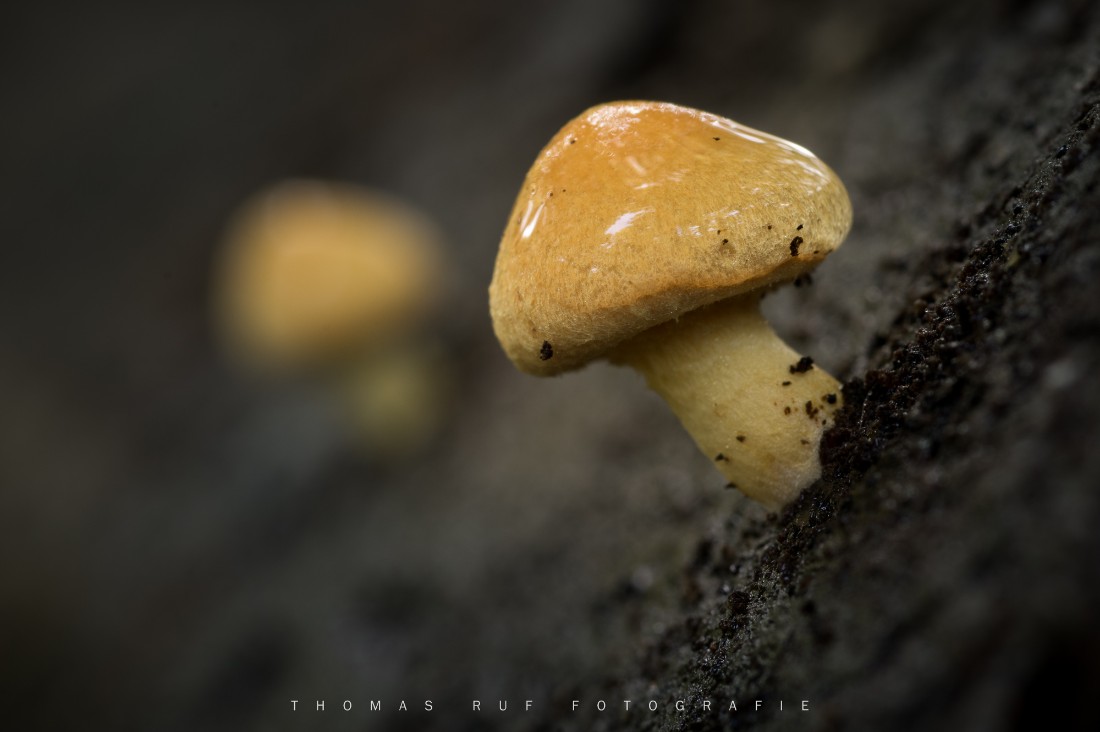 Gymnopilus spec. | Flämmling