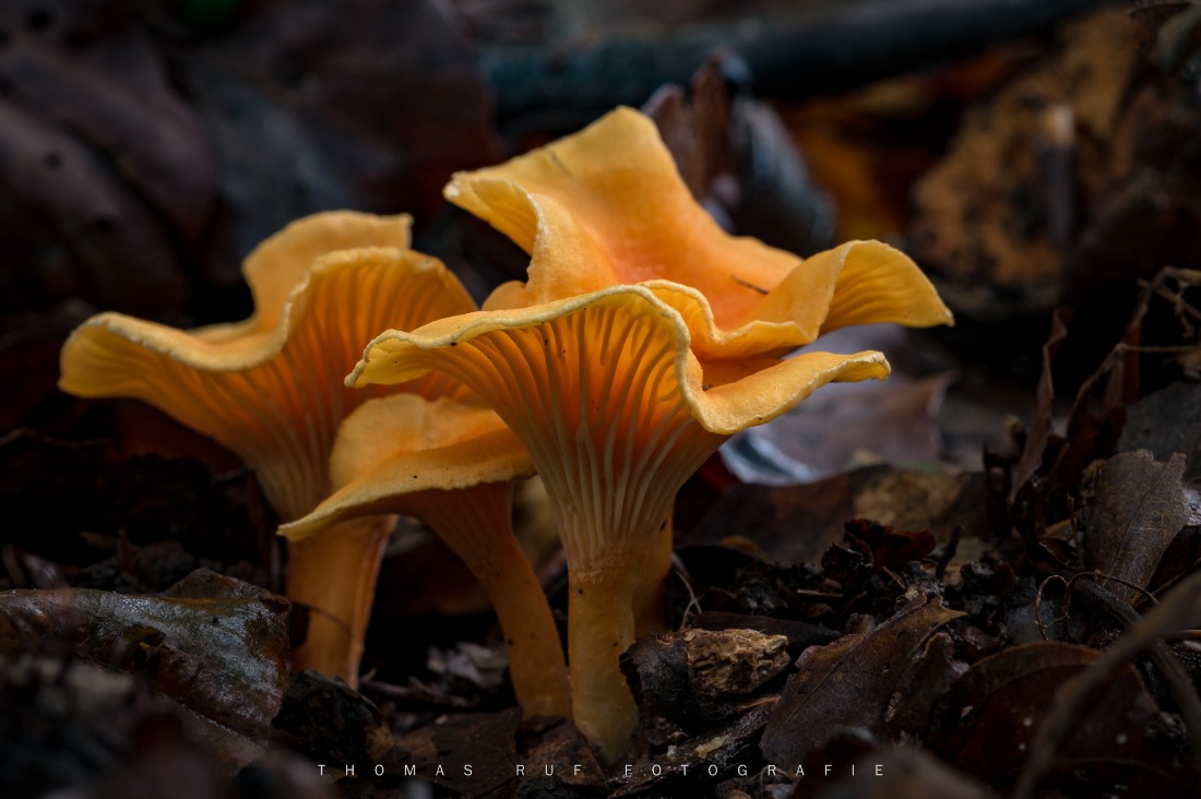 Cantharellus cibarius | Eierschwämmchen, Pfifferling