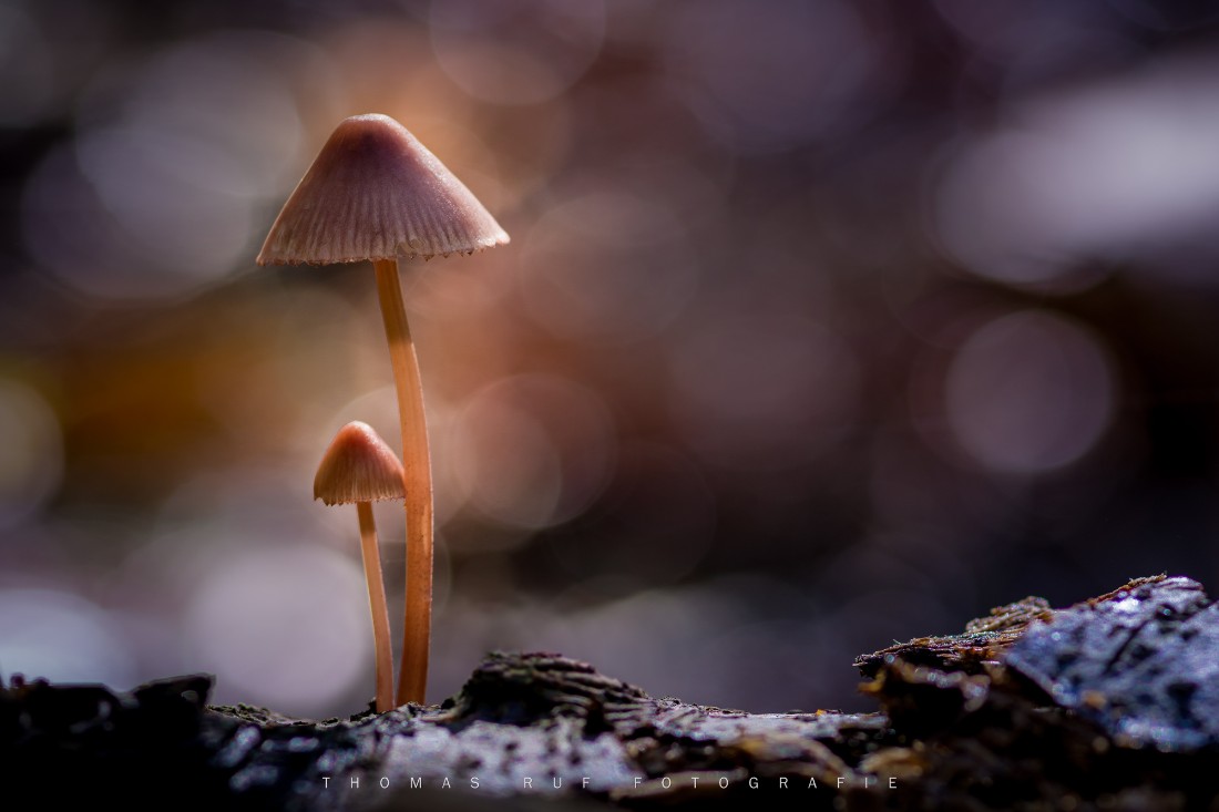 Mycena spec. | Helmling