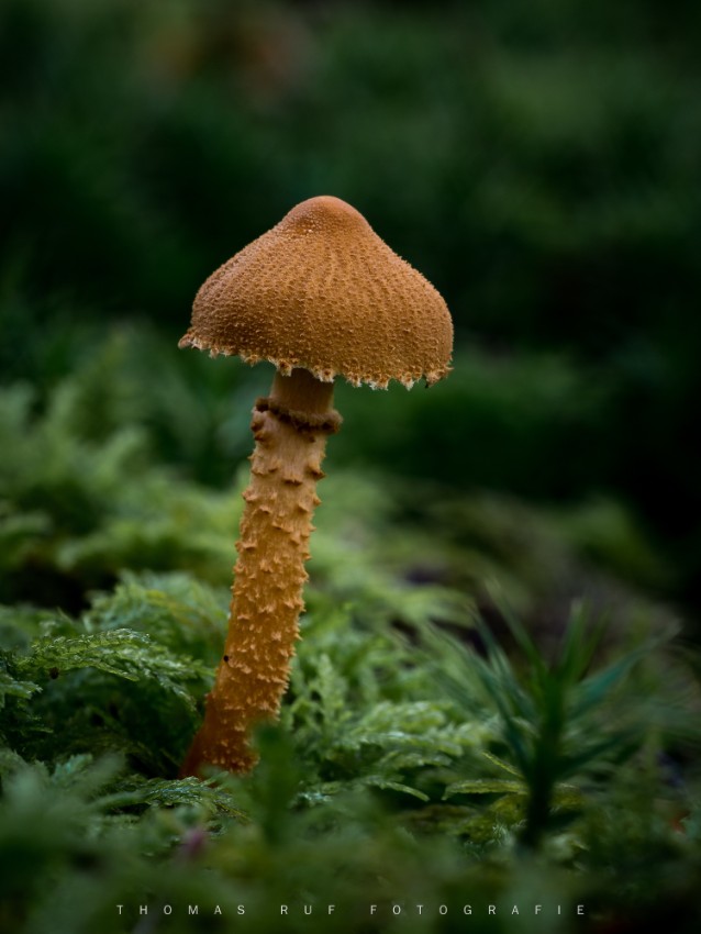 Cystoderma spec. | Körnchenschirmling