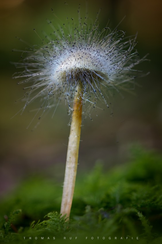 Mycena spec. | Helmling mit Schimmelpilz