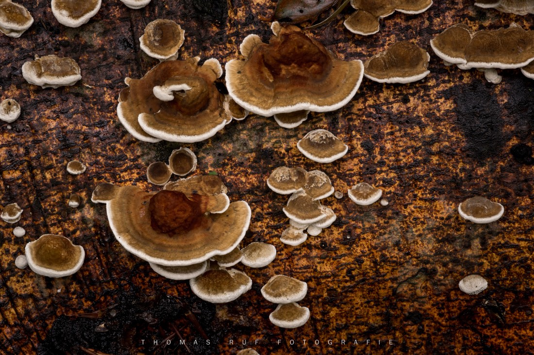 Trametes multicolor | Zonen-Tramete