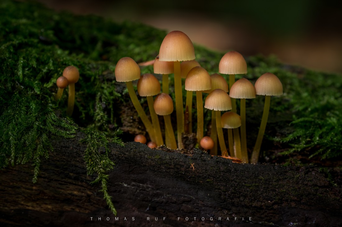 Mycena renati | Gelbstieliger Nitrat-Helmling