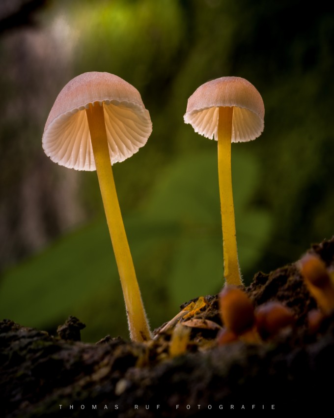 Mycena renati | Gelbstieliger Nitrat-Helmling