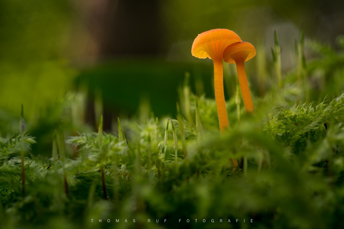 Rickenell fibula | Orangeroter Heftelnabeling